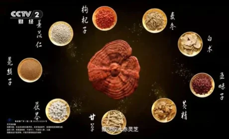 无限极养固健灵芝皇再登CCTV-2《消费主张》